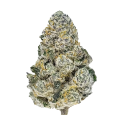 Lemonpaya Fast Buds