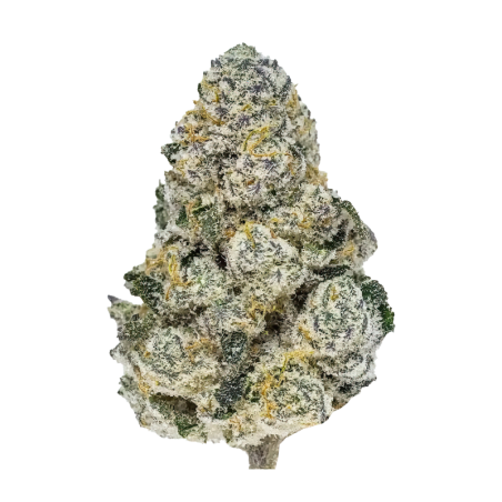 Lemonpaya Fast Buds