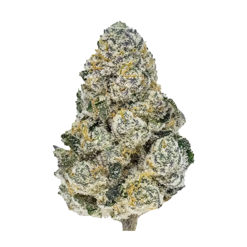 Lemonpaya Fast Buds immagine 2