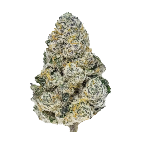 Lemonpaya Fast Buds immagine 2