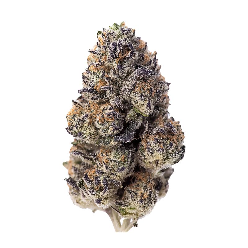 Papaya Sherbet Fast Buds