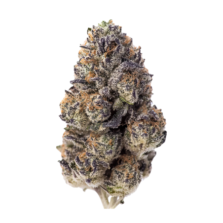 Papaya Sherbet Fast Buds