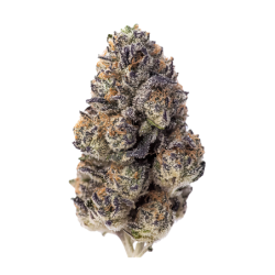 Papaya Sherbet Fast Buds immagine 2
