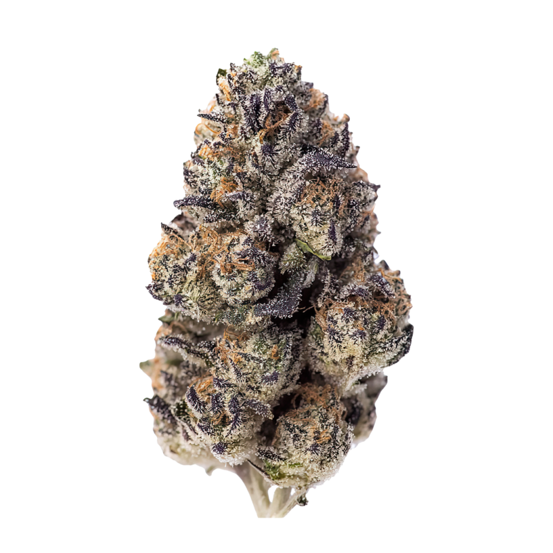 Papaya Sherbet Fast Buds immagine 2