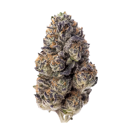 Papaya Sherbet Fast Buds immagine 2