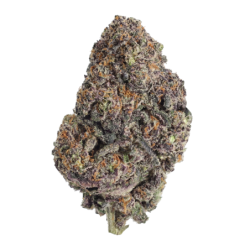 Papayton Fast Buds