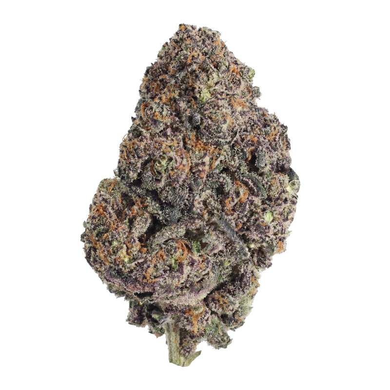 Papayton Fast Buds