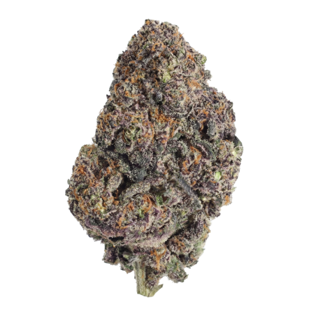 Papayton Fast Buds