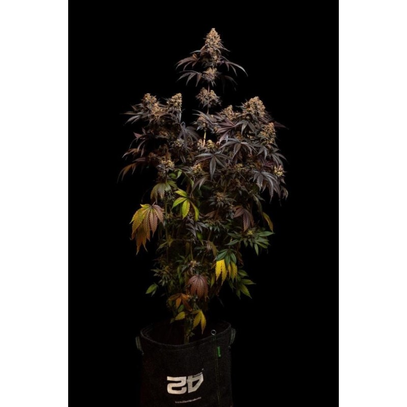 Papayton Fast Buds immagine 2