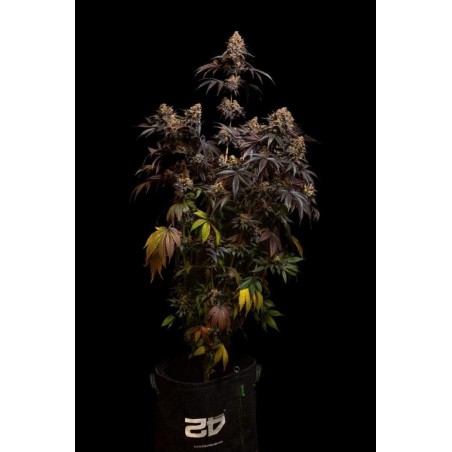 Papayton Fast Buds immagine 2