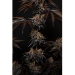 Papayton Fast Buds immagine 3