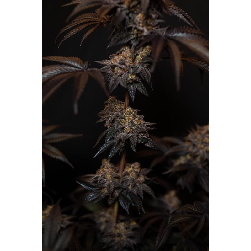 Papayton Fast Buds immagine 3