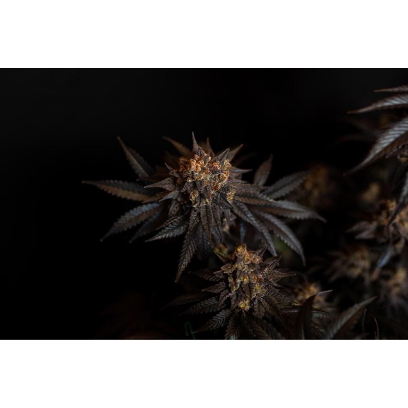 Papayton Fast Buds immagine 4