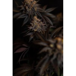 Papayton Fast Buds immagine 5