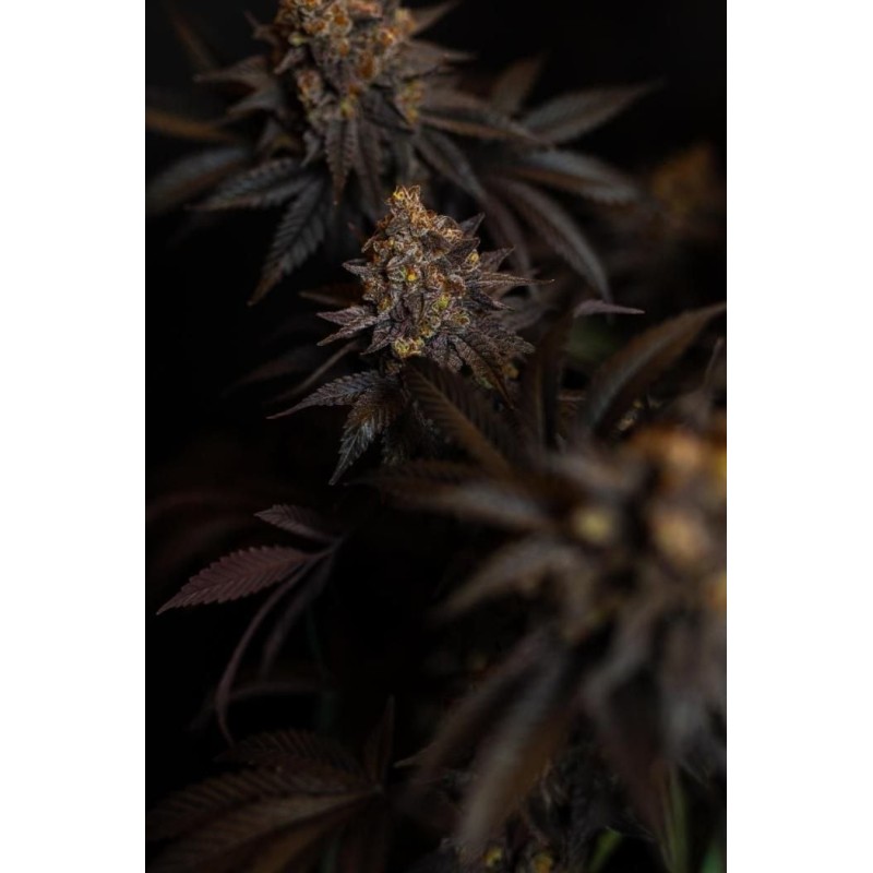 Papayton Fast Buds immagine 5