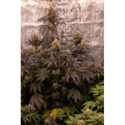 Papayton Fast Buds immagine 6