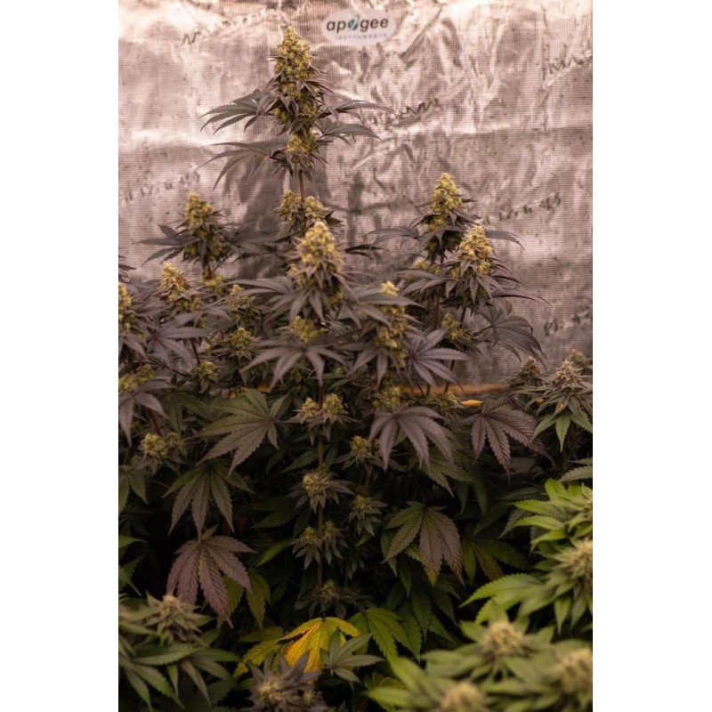Papayton Fast Buds immagine 6