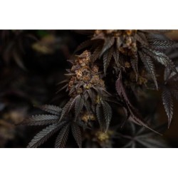 Papayton Fast Buds immagine 7
