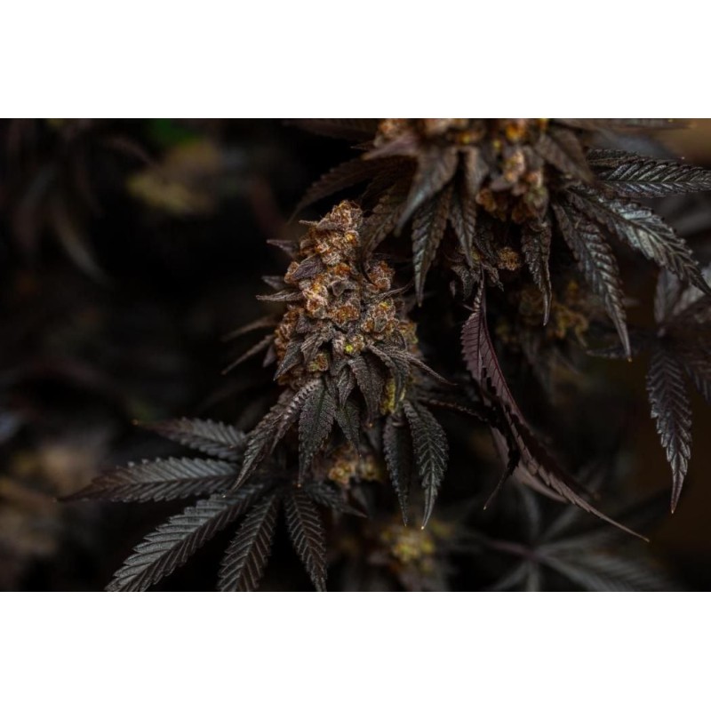 Papayton Fast Buds immagine 7