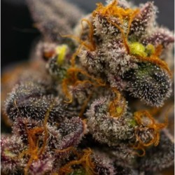 Papayton Fast Buds immagine 8