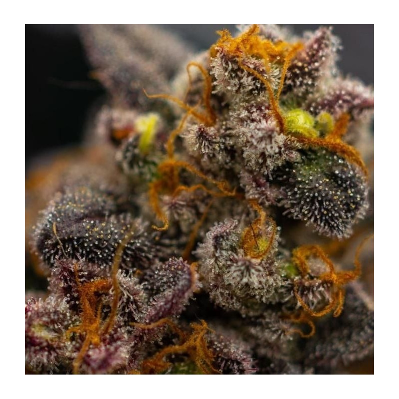 Papayton Fast Buds immagine 8