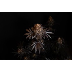 Papayton Fast Buds immagine 9