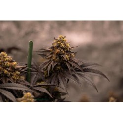 Papayton Fast Buds immagine 10