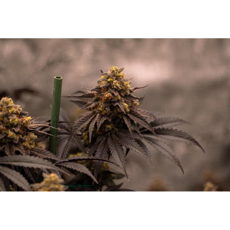 Papayton Fast Buds immagine 10
