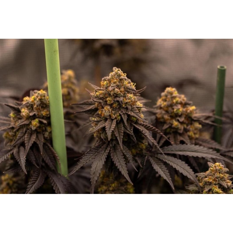 Papayton Fast Buds immagine 11