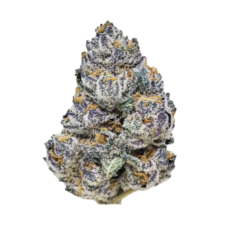 Rainbow Melon Fast Buds