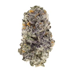 Z42 Fast Buds