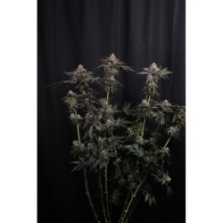 Z42 Fast Buds immagine 2