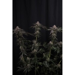 Z42 Fast Buds immagine 3