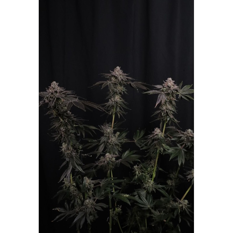 Z42 Fast Buds immagine 3