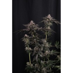 Z42 Fast Buds immagine 4