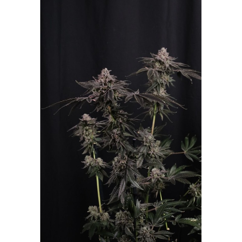 Z42 Fast Buds immagine 4