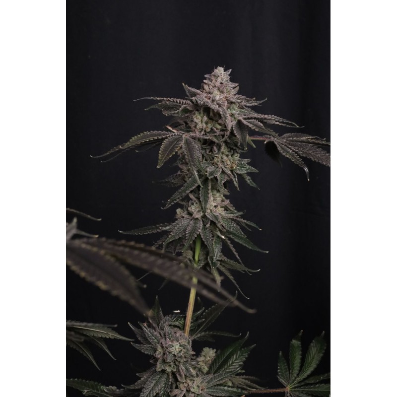 Z42 Fast Buds immagine 5