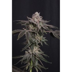 Z42 Fast Buds immagine 6