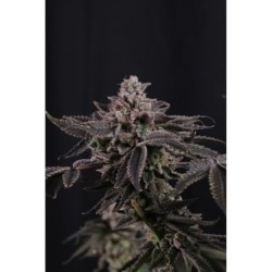 Z42 Fast Buds immagine 7