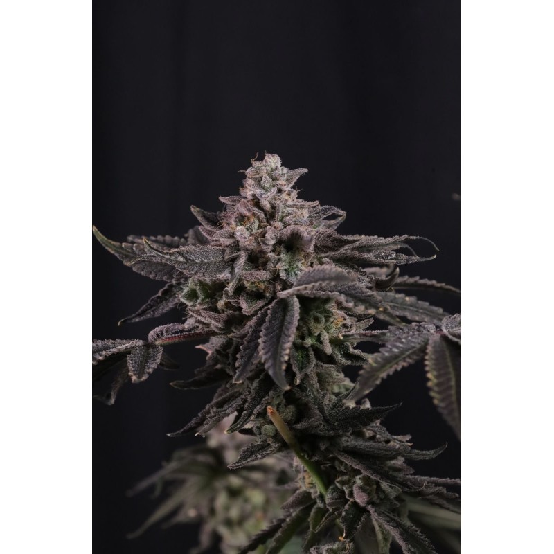 Z42 Fast Buds immagine 7