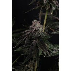 Z42 Fast Buds immagine 8