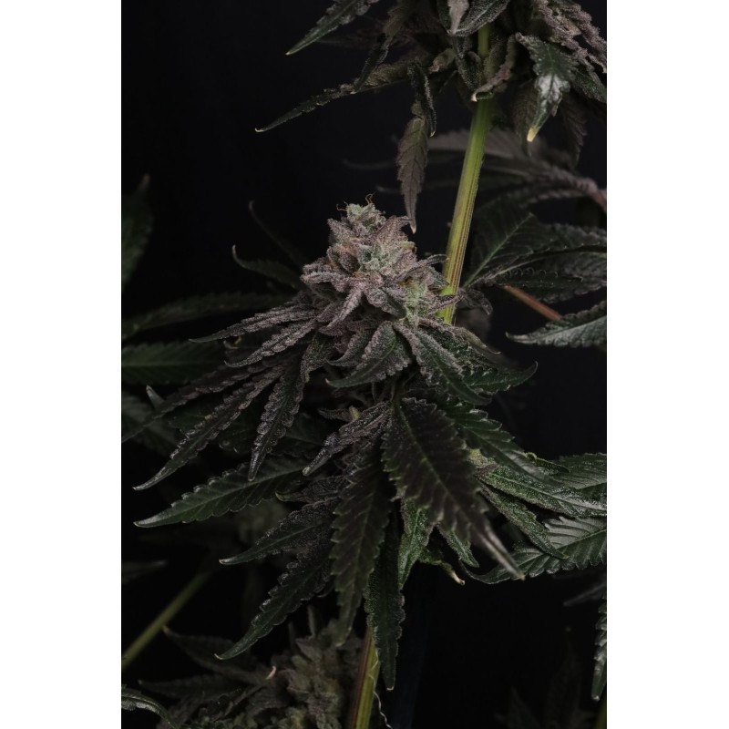 Z42 Fast Buds immagine 8