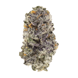 Z42 Fast Buds immagine 9