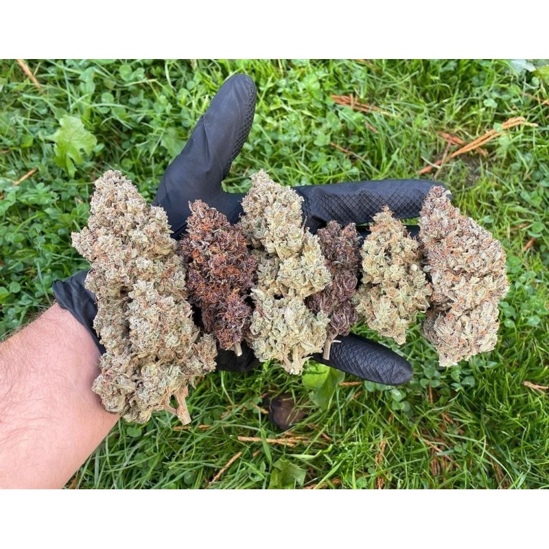 Mix Pack Auto - TOP