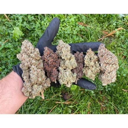 Mix Pack Auto - TOP