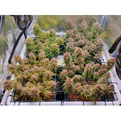 Mix Pack Auto - TOP
