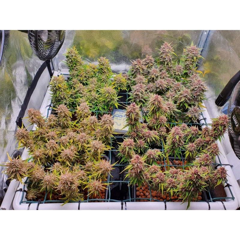 Mix Pack Auto - TOP