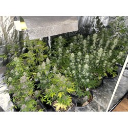 Mix Pack Auto - TOP