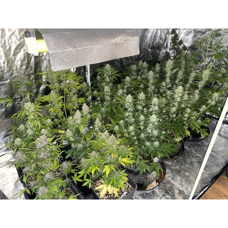 Mix Pack Auto - TOP