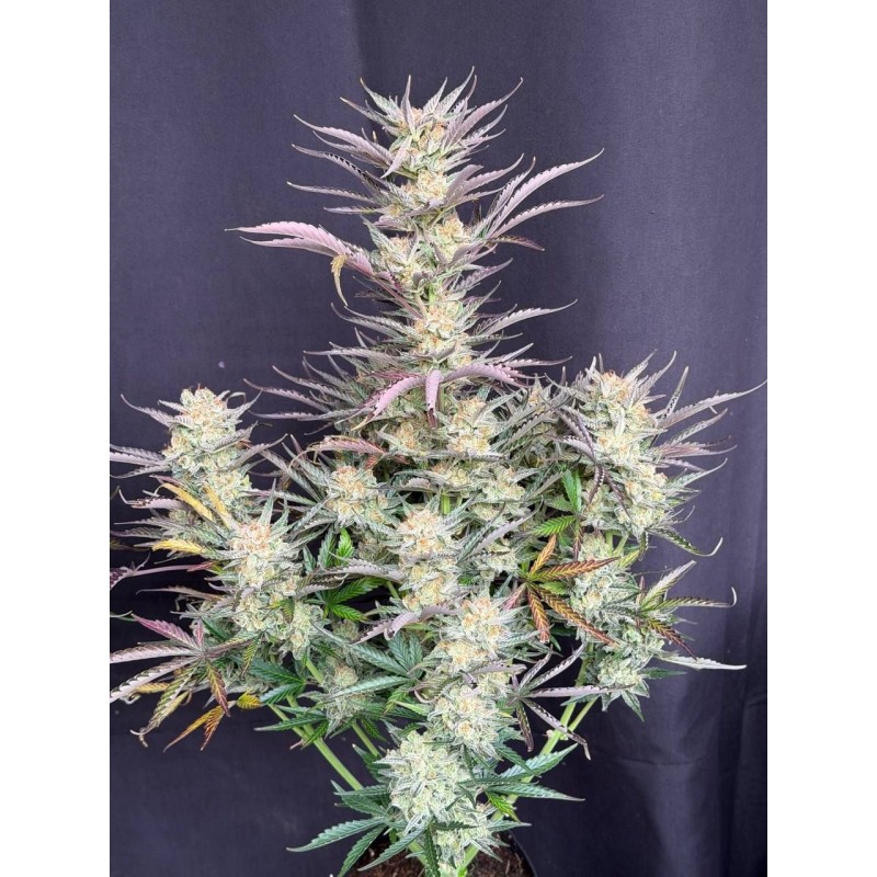 Originals Mix Auto -  5 semi Fastbuds